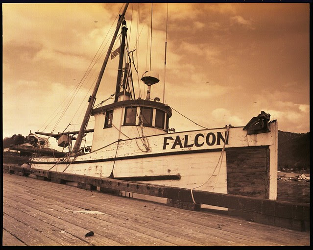 Sitka Falcon