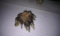 Free Image Hosting at www.ImageShack.us