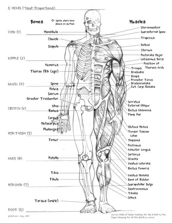 Human Muscles And Bones - Vector Illustration Of The Internal Anatomy ...