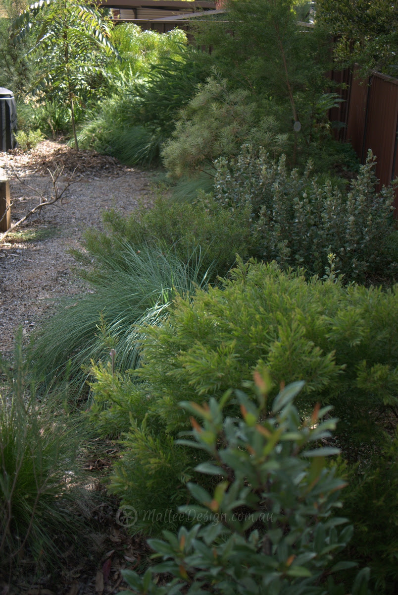 Australian Native Garden Design Kumpulan Materi Pelajaran Dan