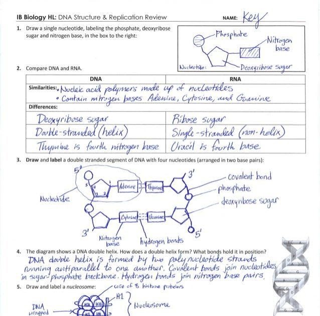 genetics-review-worksheet-answer-key-worksheet