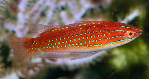 Cirrhilabrus rubriventralis