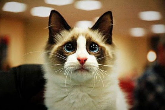 50 Gambar DP BBM Kucing Lucu Imut Gemesin Berbagai Gadget 50 Gambar DP BBM Kucing Lucu Imut Gemesin Berbagai Gadget