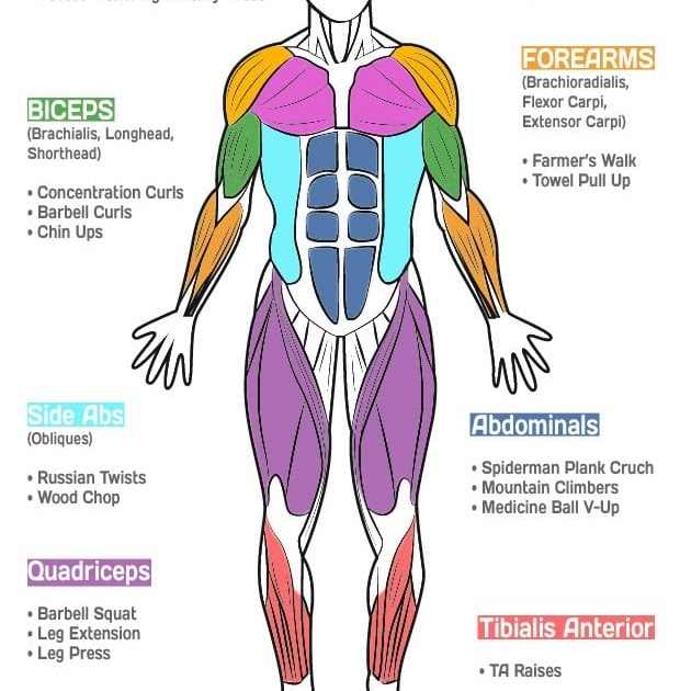 Workout Back Muscles Chart - The largest muscle group in the upper body ...