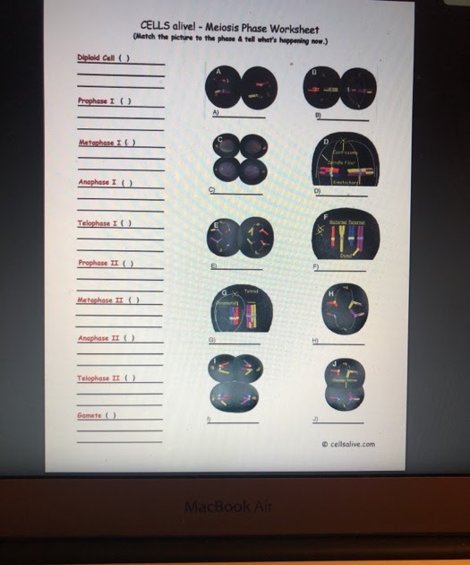 how-many-phases-are-in-meiosis