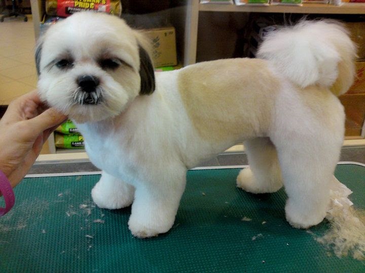 Top 10 Shih Tzu Hair Styles - wide 6