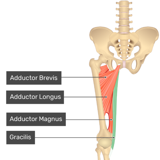 Origins Of Thigh Tendons - Human Leg Muscles & Tendons | LIVESTRONG.COM