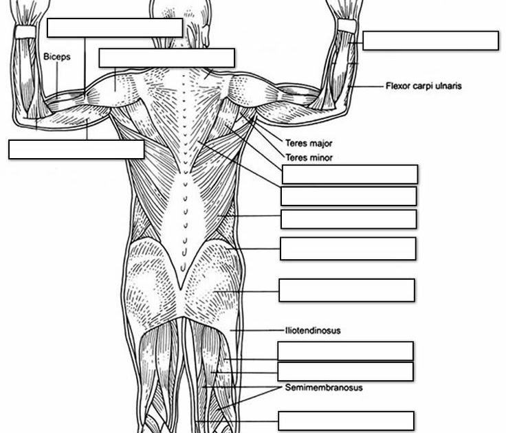 Labelled Muscles In The Body / Muscle Anatomy Poster - Anterior