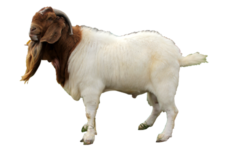 Download Gambar Kambing