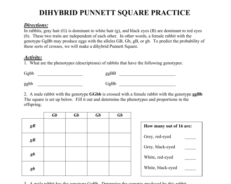 dihybrid-punnett-square-practice-answer-key-blog-archives-ms-mclarty-s-classes-in-rats