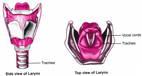 Sketch larynx and explain its function in your own words