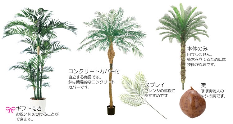 ヤシ の 木 フェニックス 違い