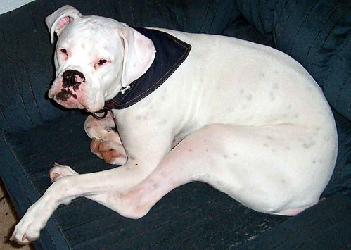 krypto collar