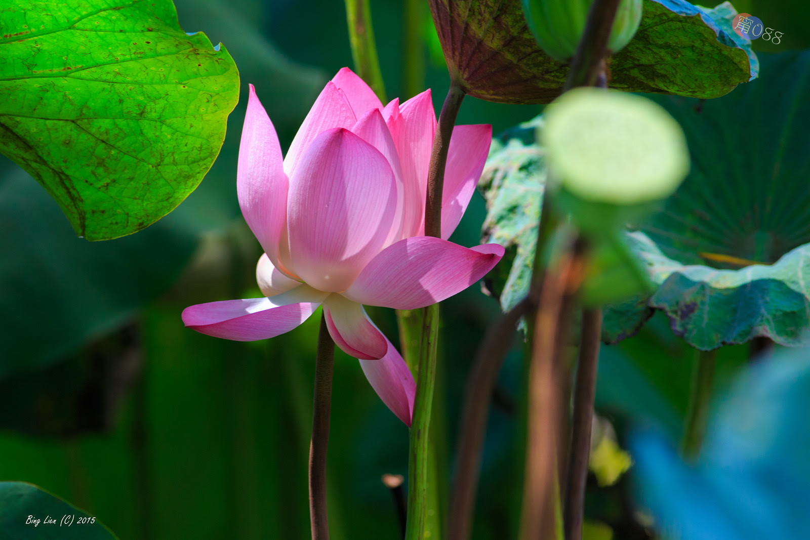 WATER_BING2762_LR