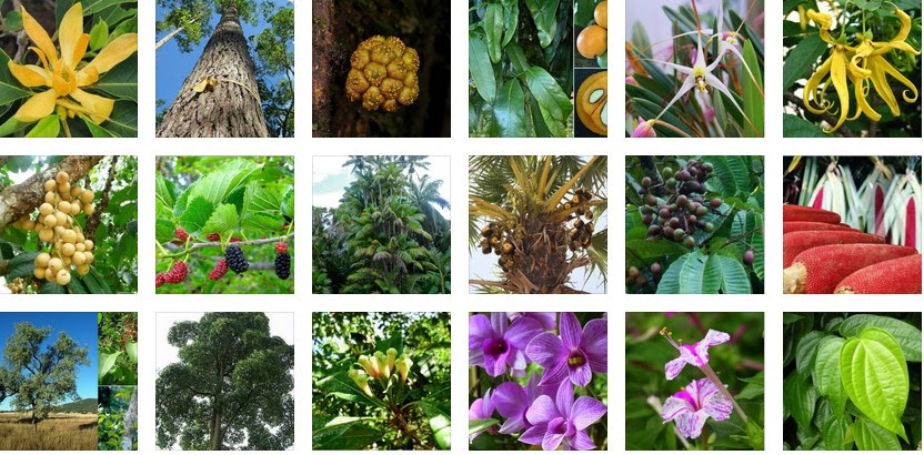 FLORA DAN FAUNA INDONESIA: FLORA KHAS INDONESIA BARAT,TENGAH DAN TIMUR