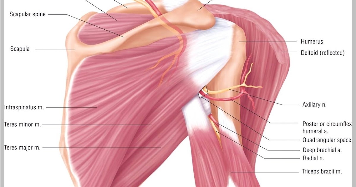 Shoulder Muscles Diagram Muscles Of The Shoulder Joint And Girdle