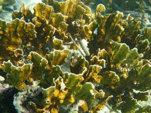 fire_coral