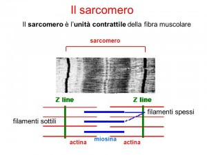 Personal Trainer Bologna - Sviluppo della massa muscolare e basi dell’ipertrofia
