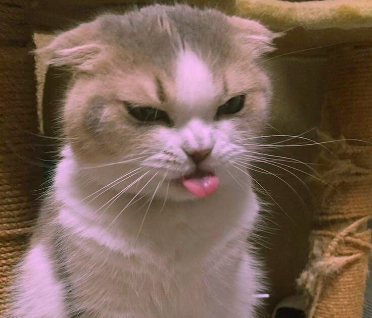 Cute Funny Aesthetic Cat Pfp - Hamu200