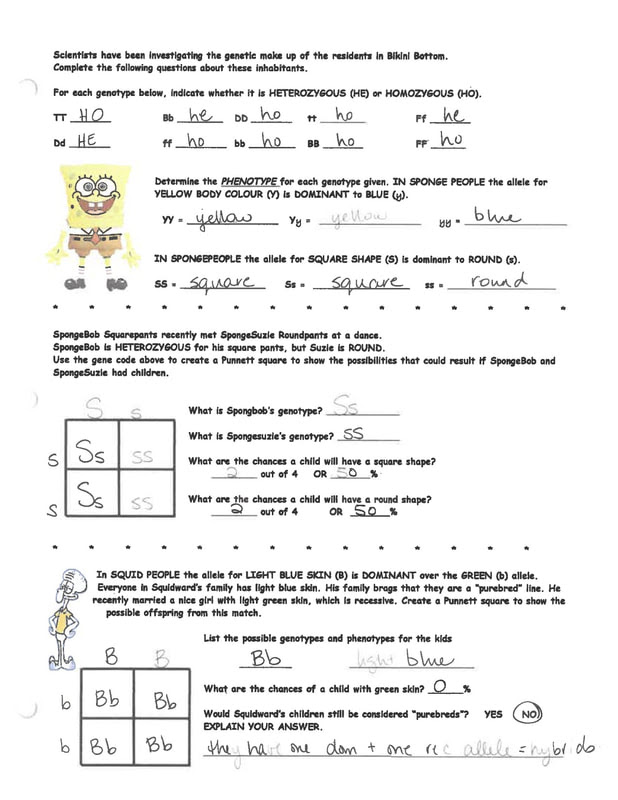 spongebob-genetics-answer-key-hwhw-jpg-bikini-bottom-genetics-key-name-morrison-create