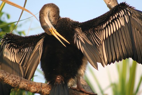 Snake-bird Darter (Anhinga melanogaster)