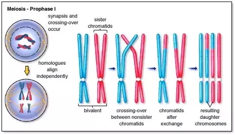 Fajarv: Prophase 1 Crossing Over