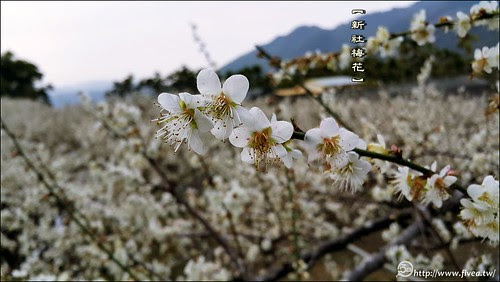 新社梅花森林 新社梅花森林