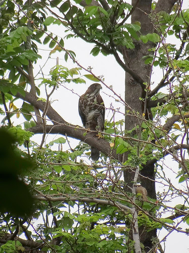 鳳頭蒼鷹/無限台南