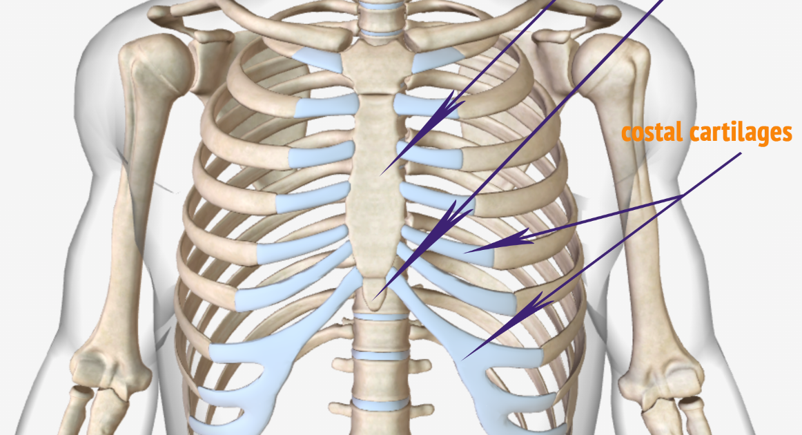 Muscles Below The Rib Cage Pain Around Rib Cagecausessymptoms