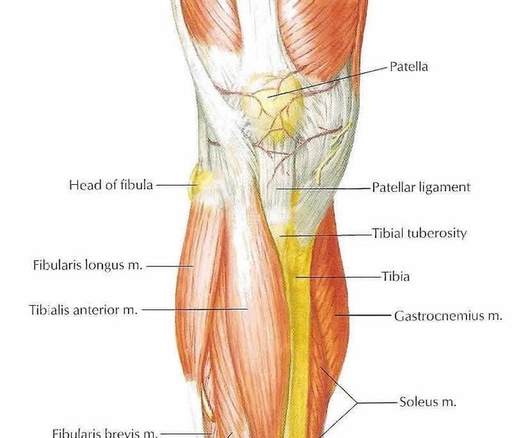 Tendon Diagram Leg - Notes on Anatomy and Physiology: Using Imagery to