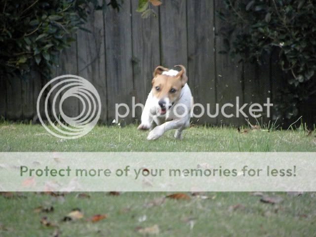 November 2009 ~ Dog Blog for five dogs