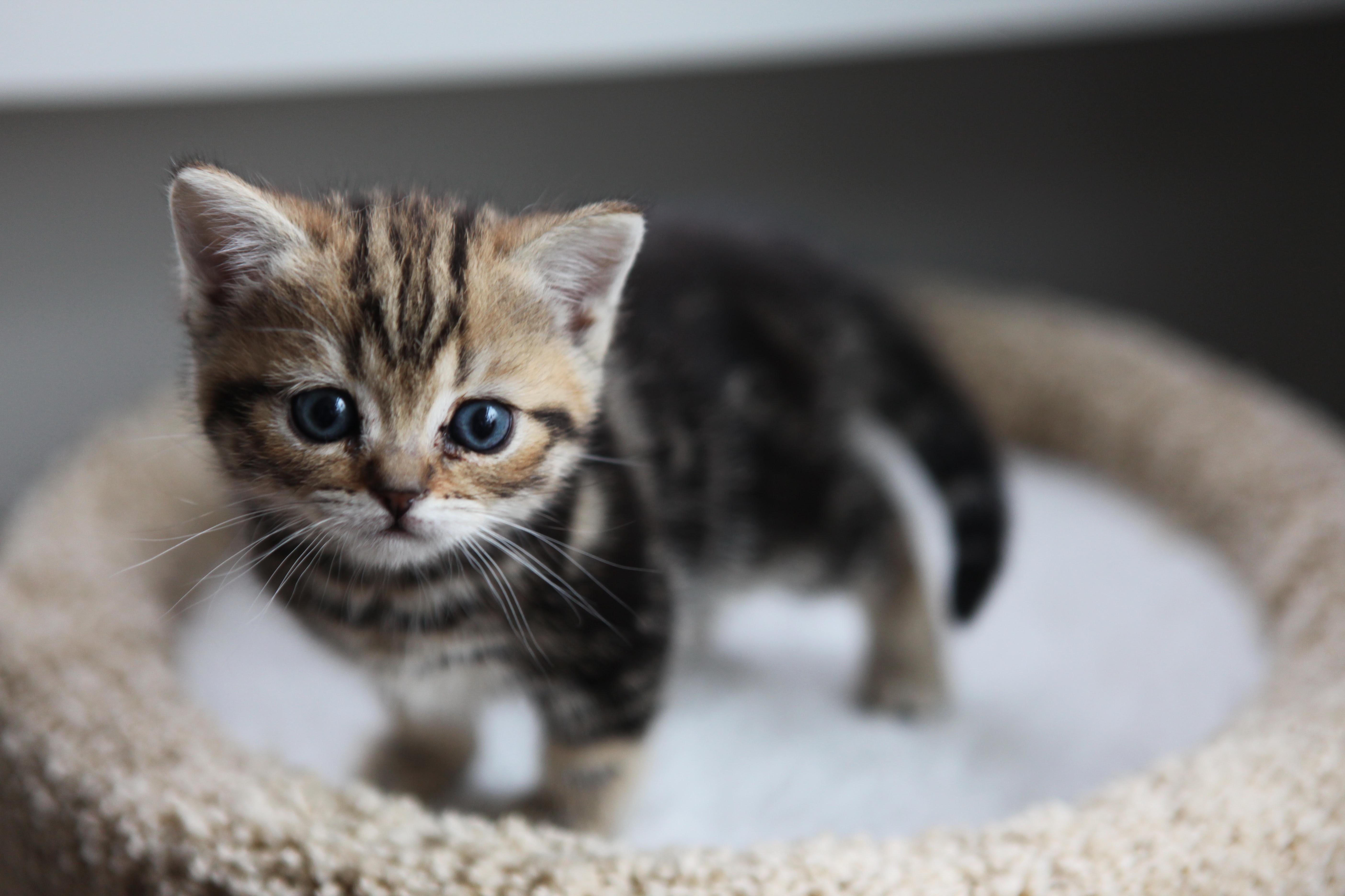 上世界 一 可愛い 子猫 最高の動物画像