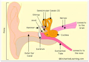 The ENT: Anatomy of Ear