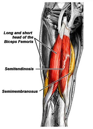 Semimembranosus \u2022 Muscular, Musculoskeletal \u2022 AnatomyZone