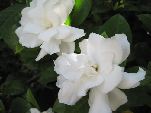 gardenia II