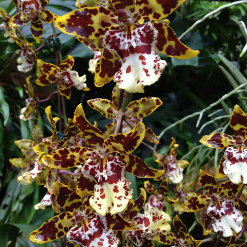 Singpore Orchid Garden 4