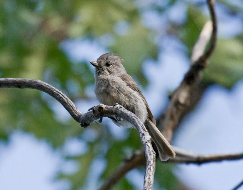 Oak Titmouse Oak Titmouse