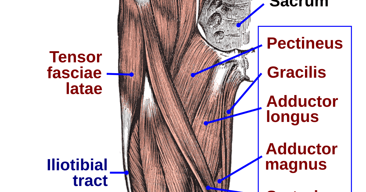 Groin Muscles Diagram Groin Muscles Diagram Muscle Anatomy Body Porn Sex Picture