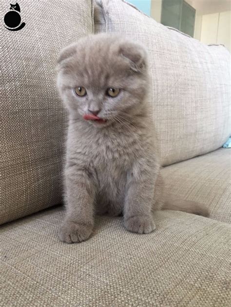 British Shorthair Scottish Fold Fiyatlari British Shorthair