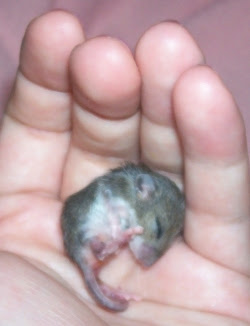 baby mice mouse eat deer need night orphaned often saturday ranch