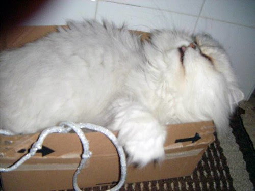 Chicco