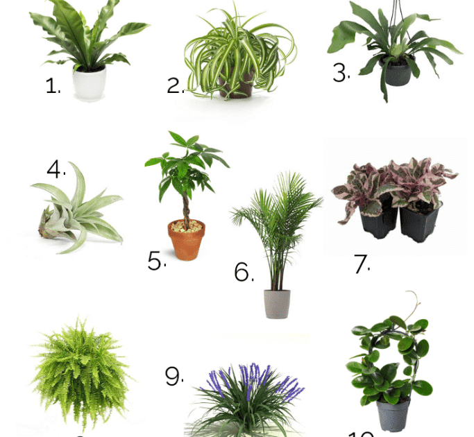 Houseplants Toxic To Dogs - Indoor Plants