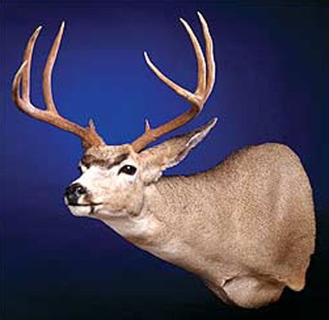 Mckenzie whitetail deer mounts