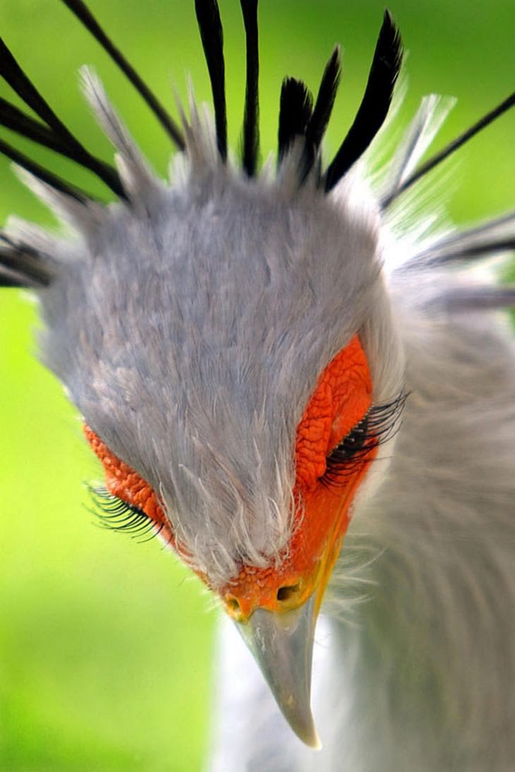 1. The Secretary Bird