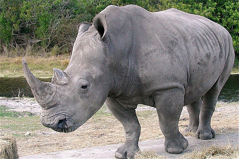Cuantos rinocerontes quedan en el mundo