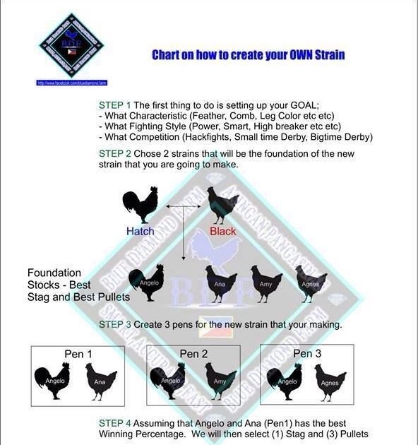 Gamefowl Chart