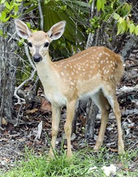 everglades biome deer mammal animals project