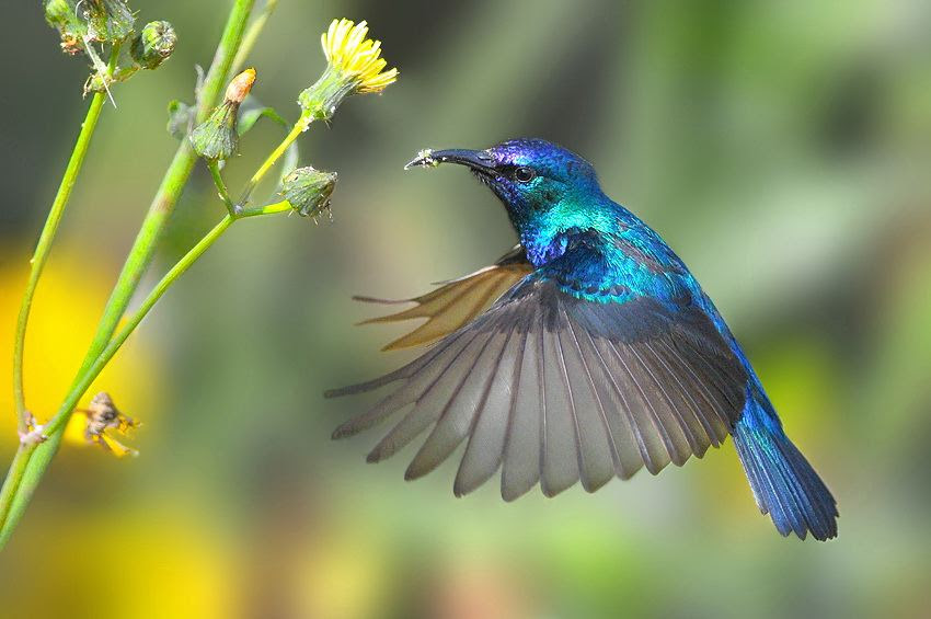 Fascinating photos of birds from the photographer Zander Yaqui
