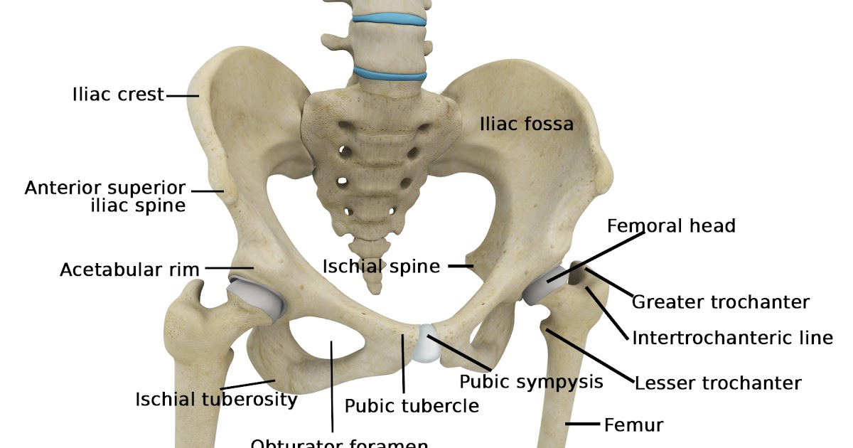 Human Bone Anatomy : Human Skeleton Anatomy Vintage 1940s High Res