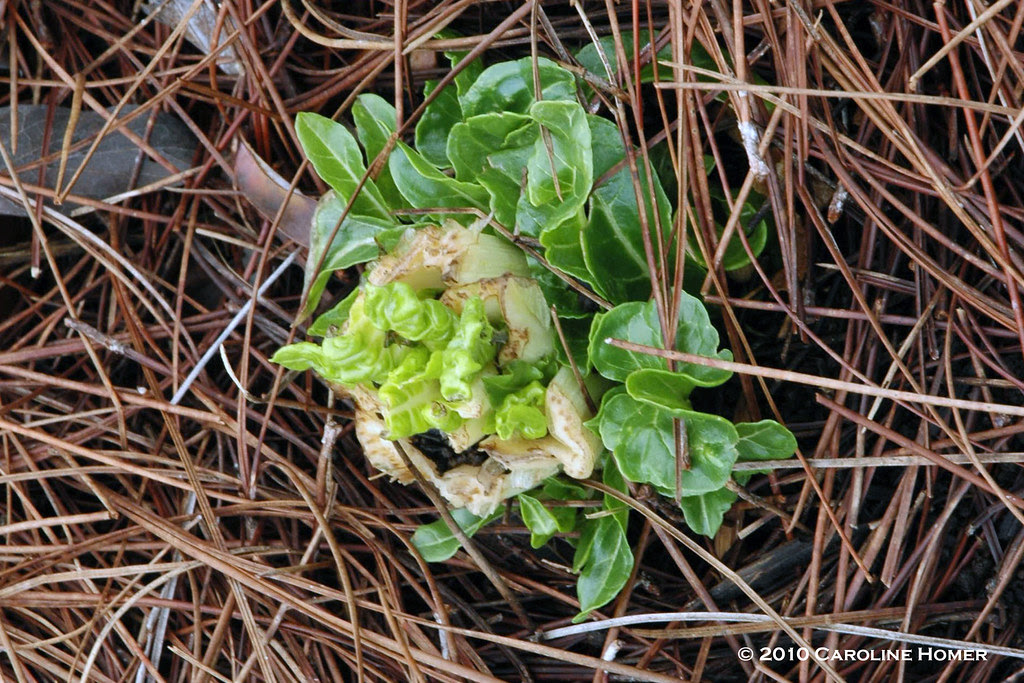 Swiss chard, rising like the phoenix